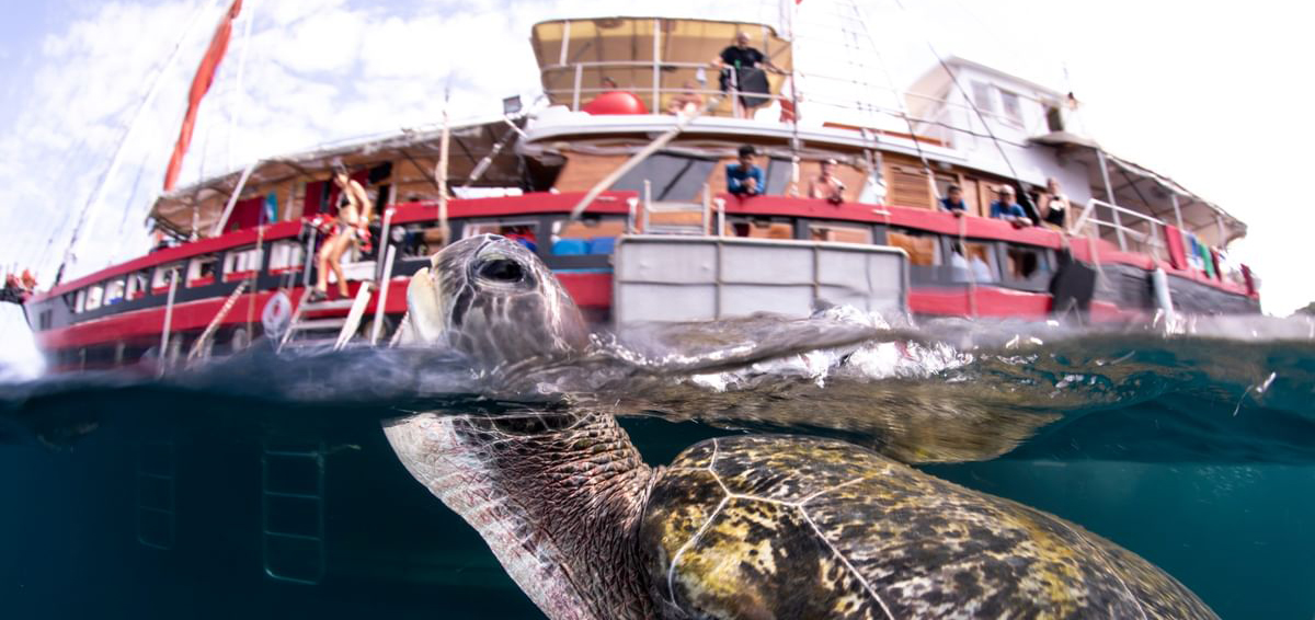 Diving with The Junk in Thailand a turtle coming up for air