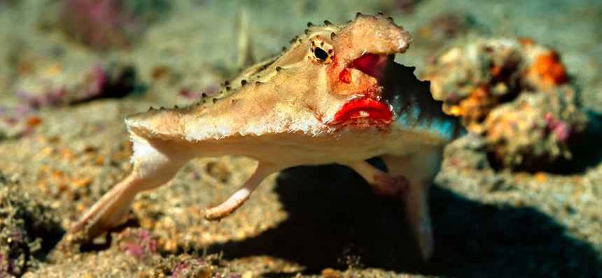 Red lipped batfish on the move