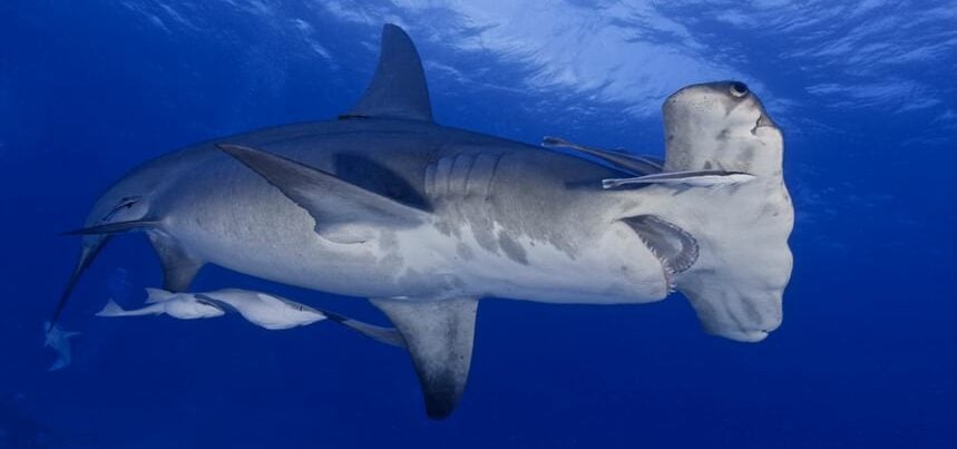 Diving with Tiger Sharks, Lemon Sharks, Caribbean Reef Sharks, Nurse Sharks  and Great Hammerheads at Tiger Beach, Bahamas.