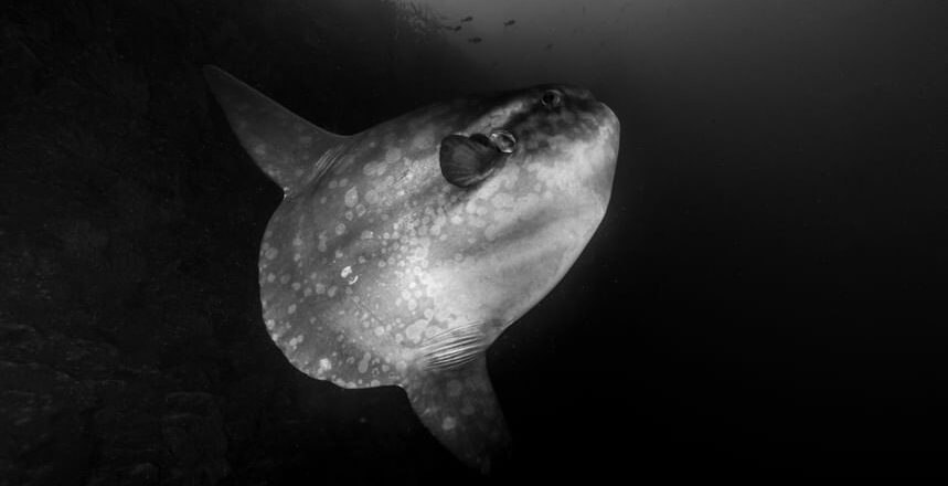 A giant ocean sunfish in the Galapagos