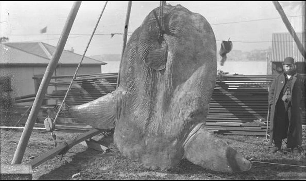 A giant ocean sunfish landed