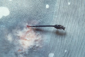 A parasitic copepod on a giant ocean sunfish