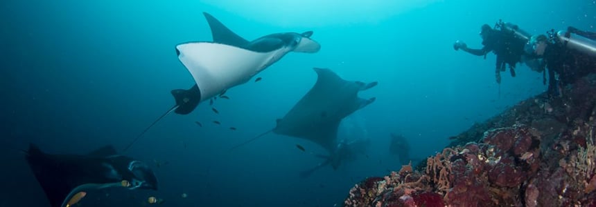 Photographers waiting on manta rays