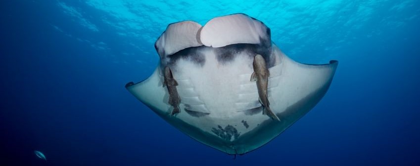 Photograph of a manta ray from below