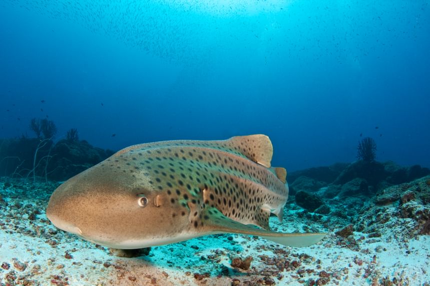 A leopard shark in the Similan Islands