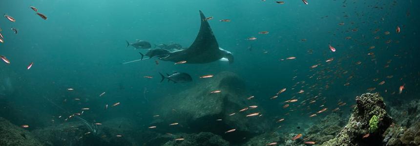 Manta cruising by