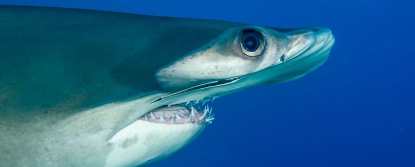 Hammerhead eye up close