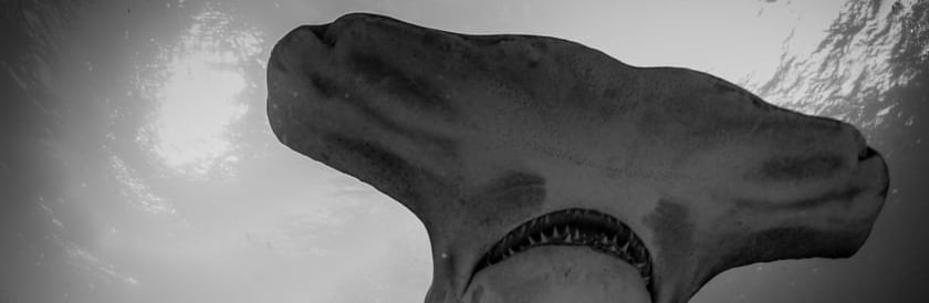 Hammerhead from below