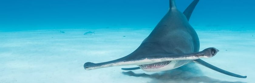 Some unusual facts about hammerhead sharks - Master Liveaboards