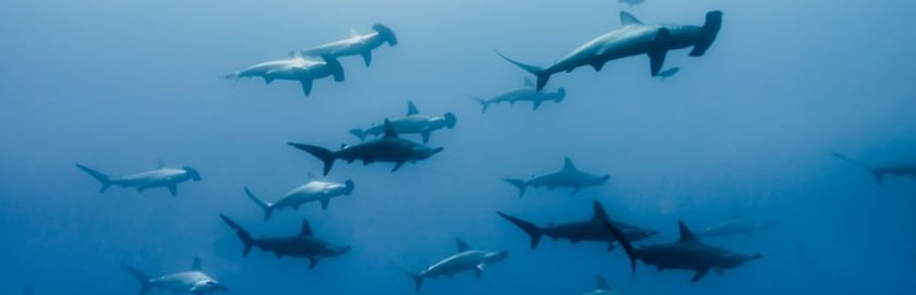 Schooling hammerheads in the Galapagos