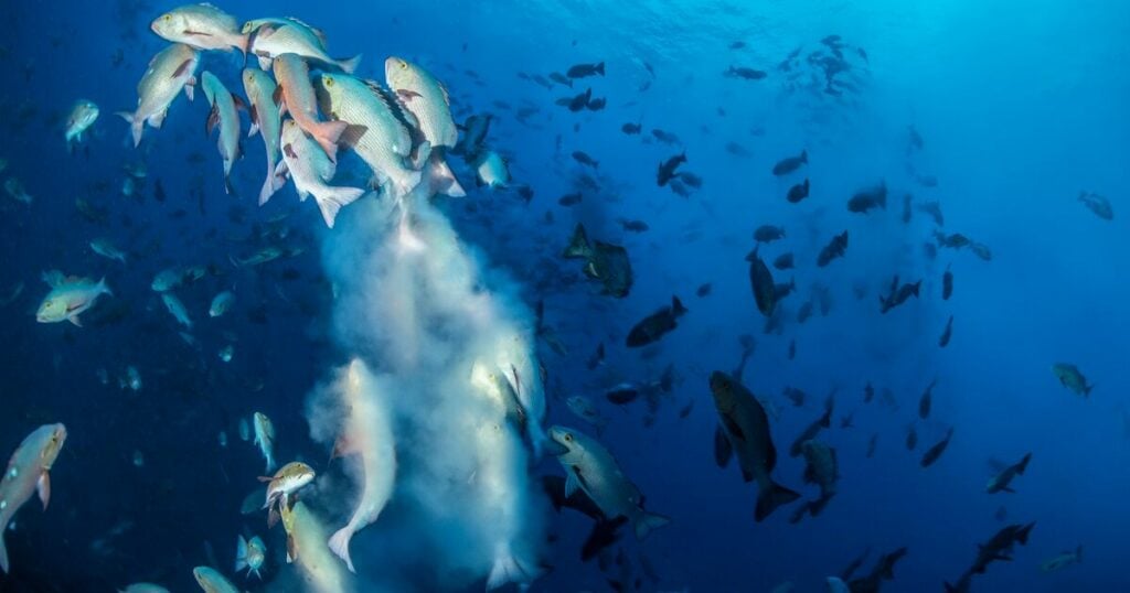 The spawn of Bohar snappers in Palau