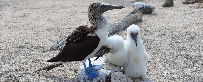 Boobies in the Galapagos