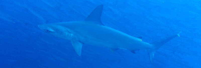 Hammerheads on a 7 night Galapagos trip