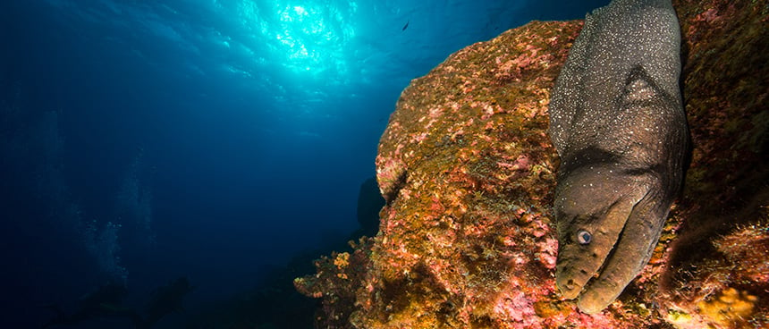 Ulua (Giant Trevally) about to devour a moray eel tail, a favorite