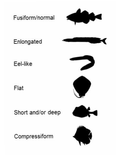 Fish shape