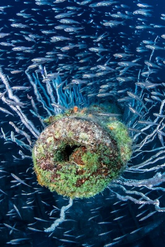 Gun on the Lamson wreck in Bikini Atoll