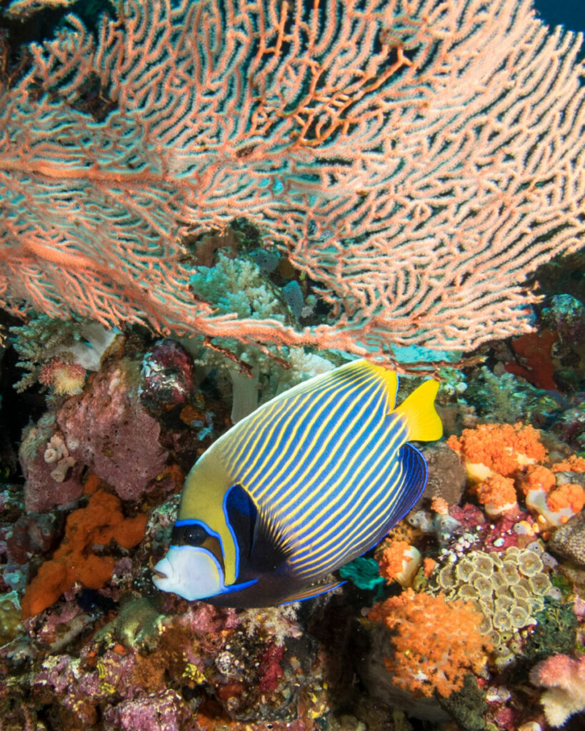 An amazing Emperor Angelfish in Indonesia