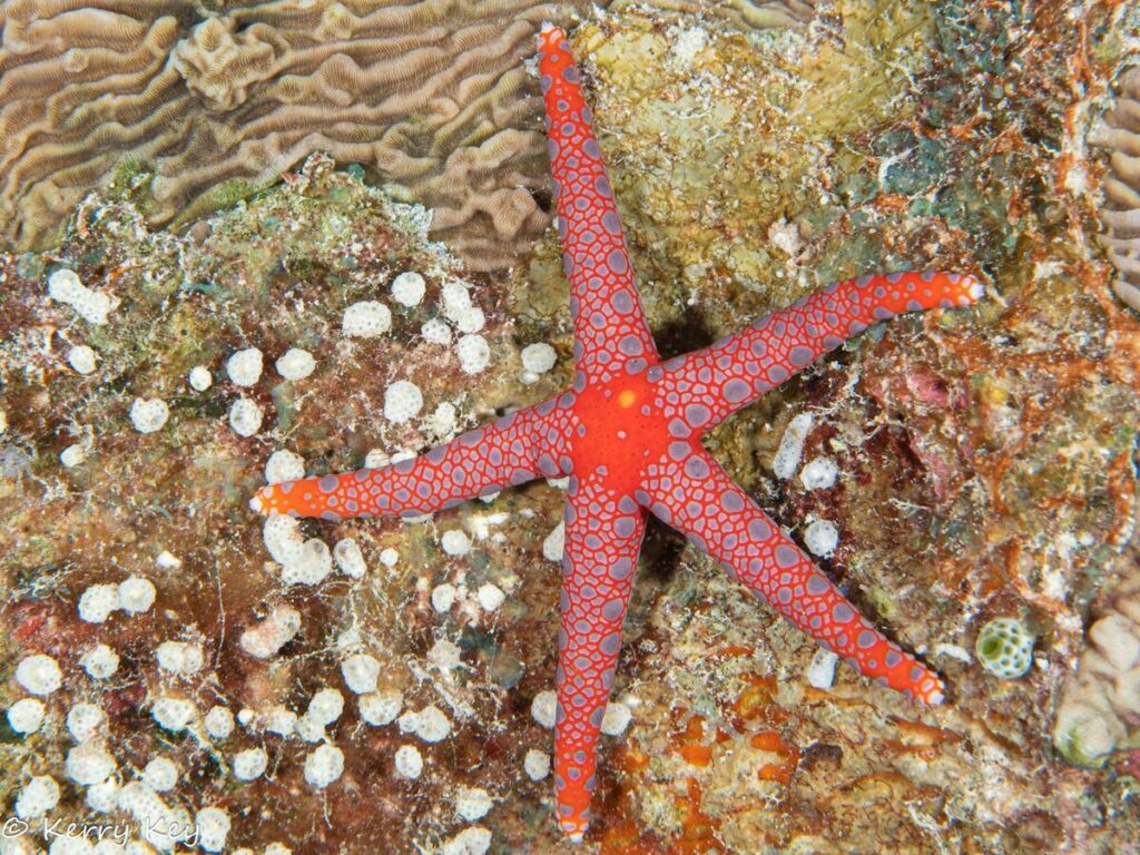 Starfish in Palau