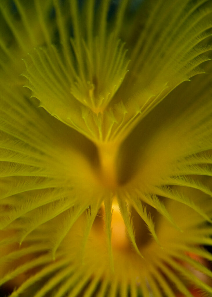 Details on a Christmas Tree worm in the Philippines