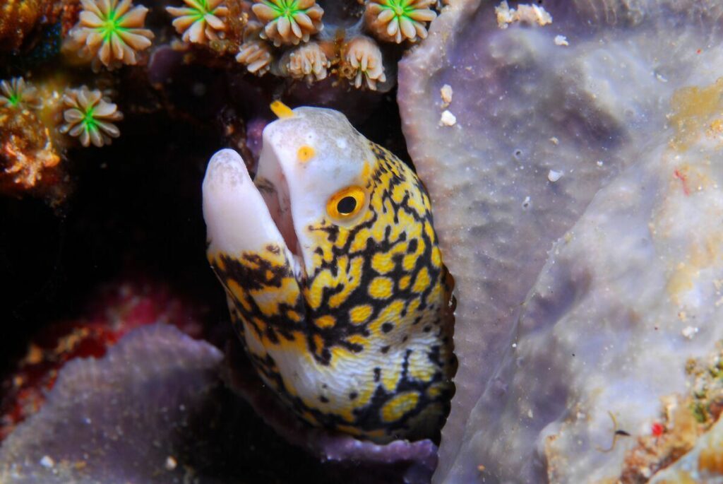 A snowflake moray eel in the Philippines