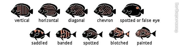 Markings on fish to help ID