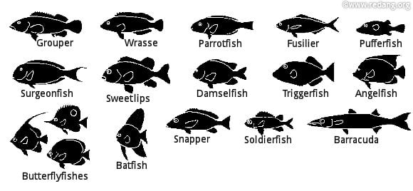 Fish ID: fish shape