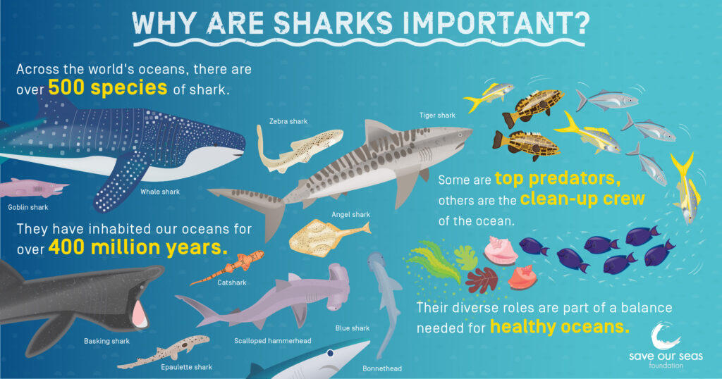 Why are sharks important infographic