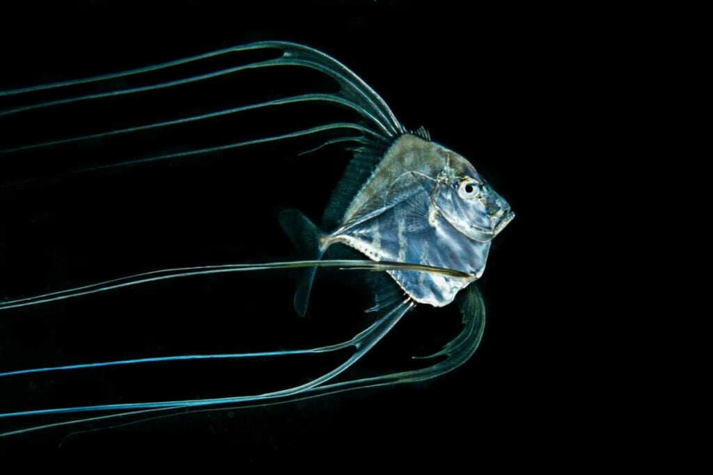 Juvenile Pompano during blackwater diving in Palau