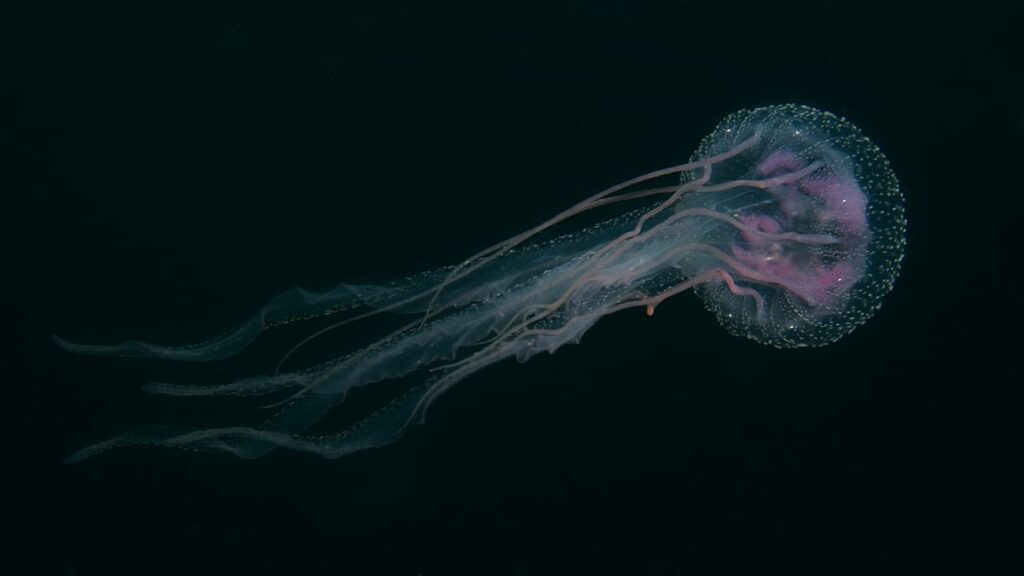 Jellyfish in the Philippines