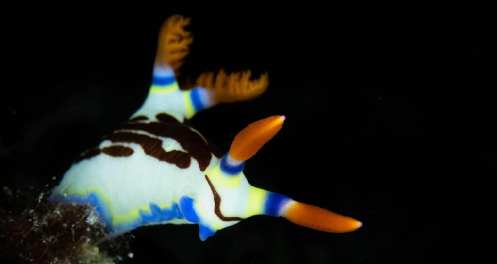 Beautiful nudibranch in Palau - a great diving destination