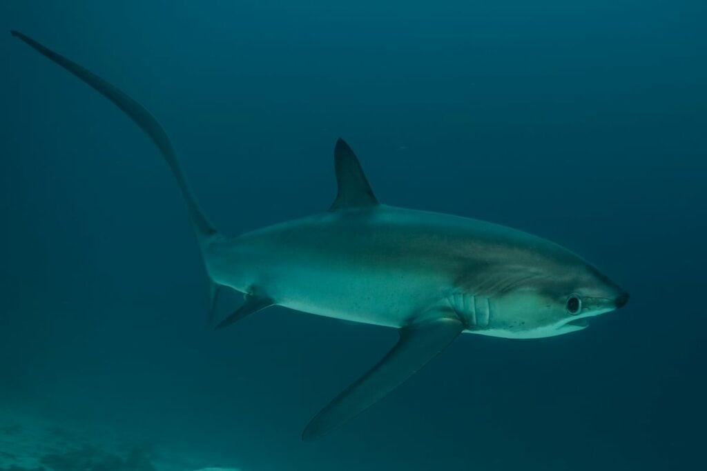 Thresher shark diving