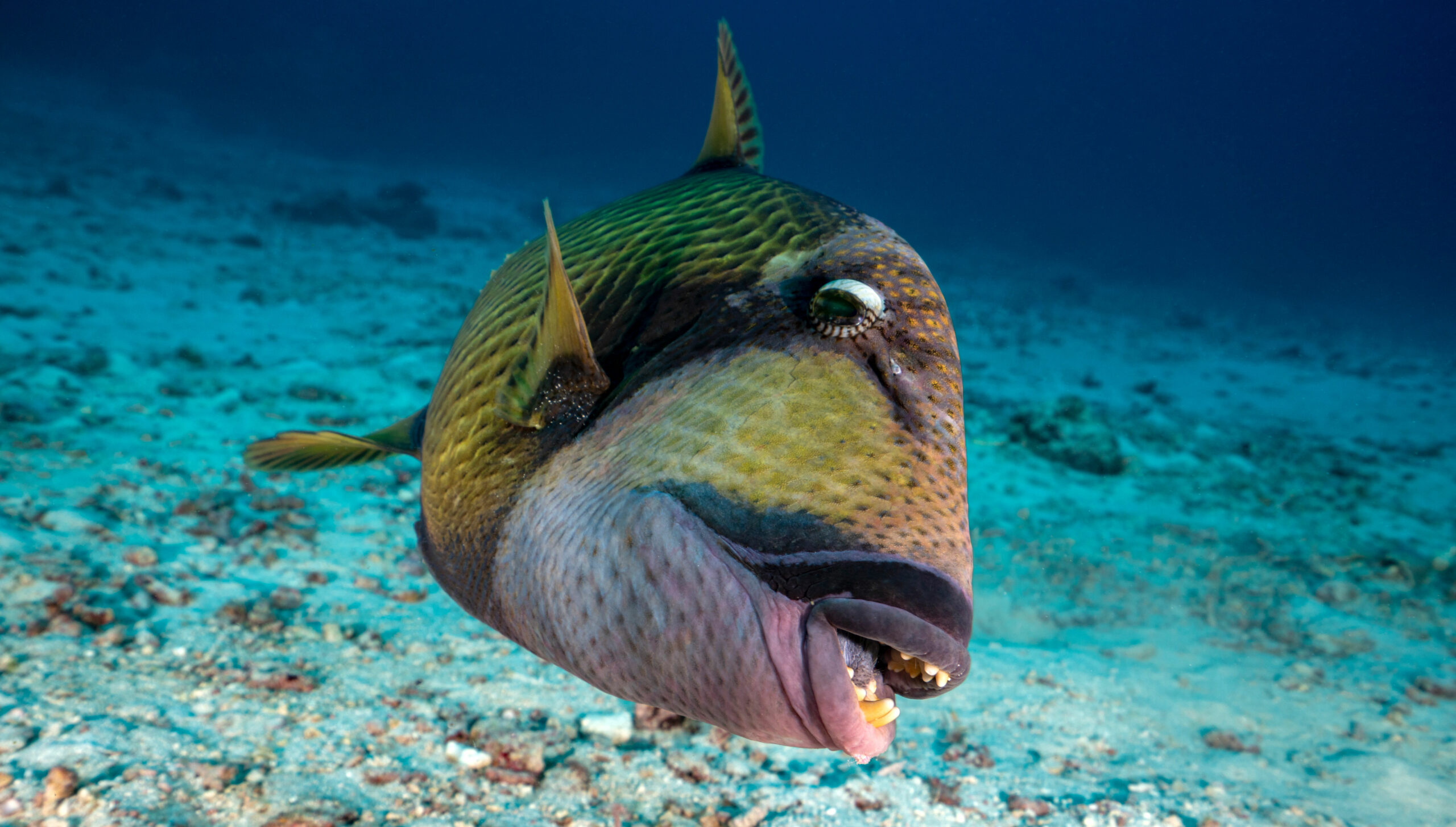 Titan triggerfish is wild