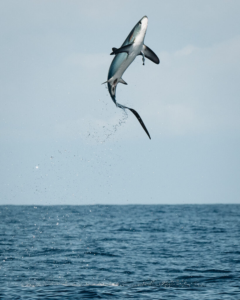 thresher shark jumping