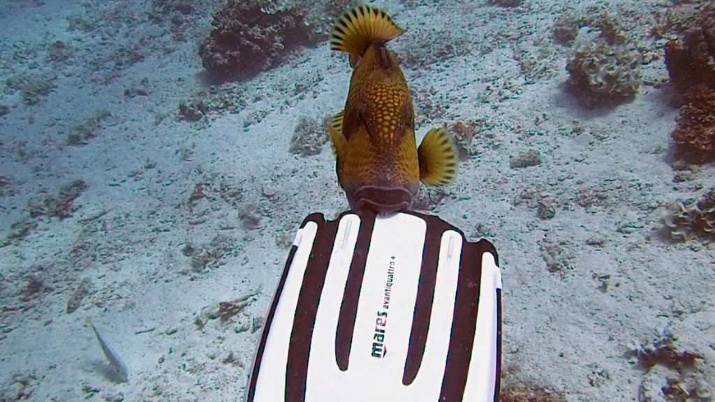 Diving mistakes with wildlife like a triggerfish