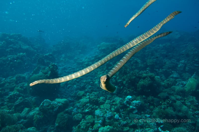 Sea snake close up