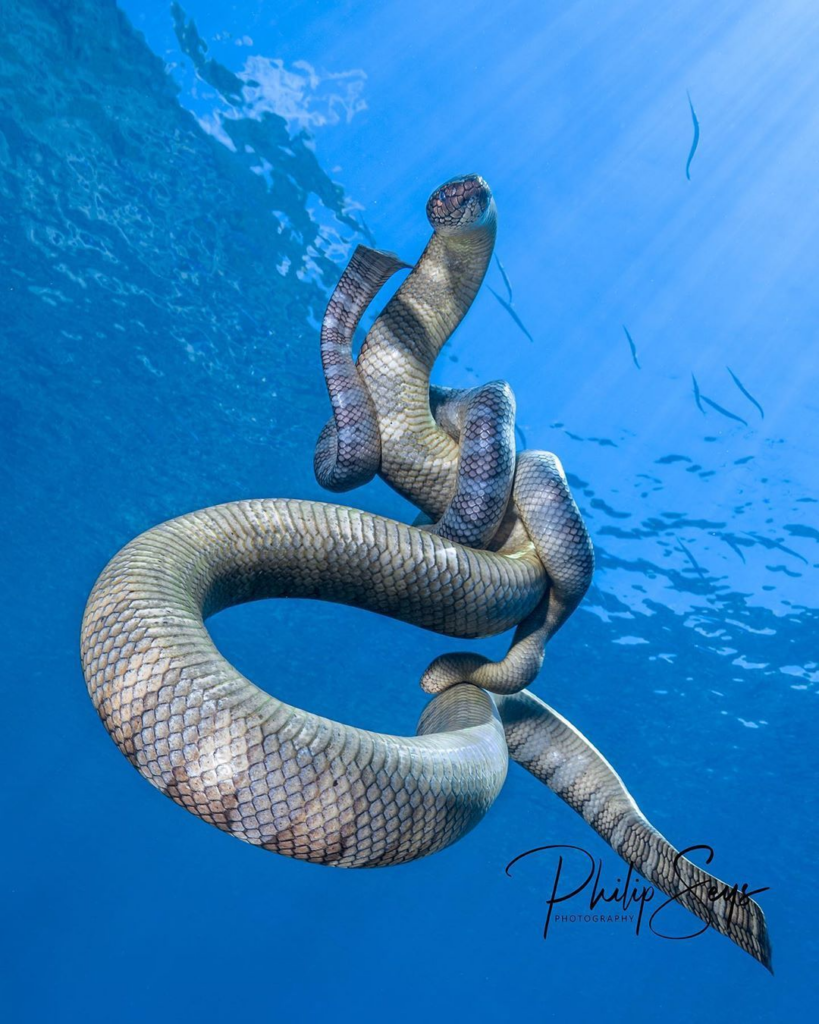 Olive sea snakes in the Eastern Banda Sea - Master Liveaboards