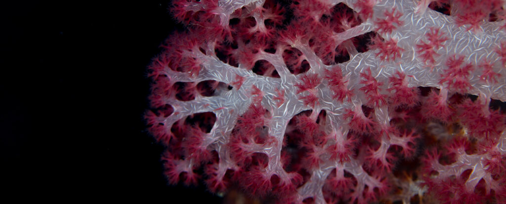 A close up of soft coral from the Solomons