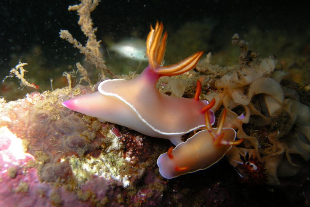 Nudibranchs on black volcanic sand