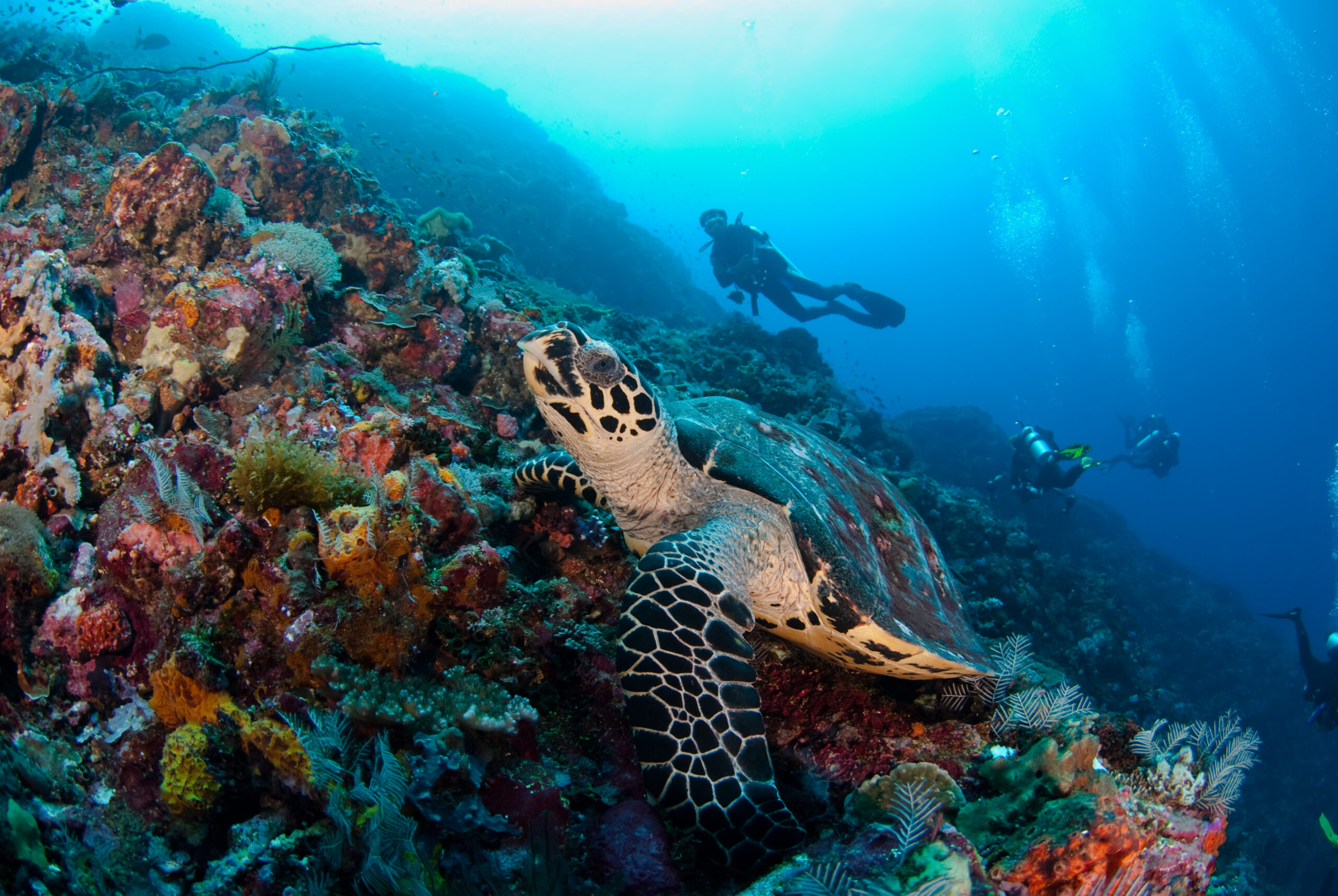 Diver and turtle in Komodo