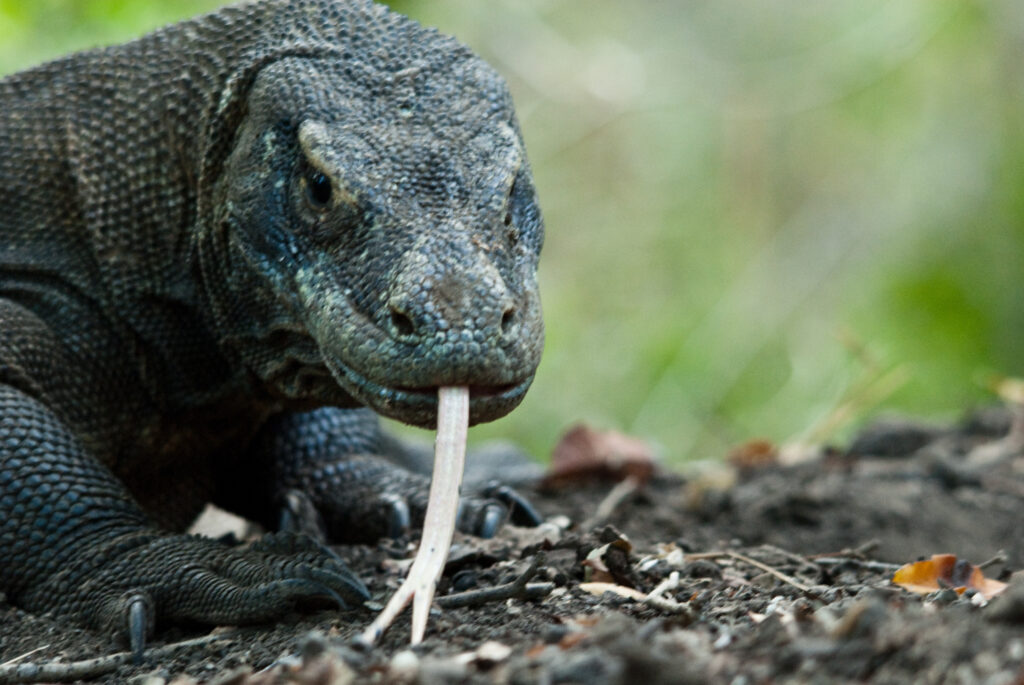 Komodo dragon land visit