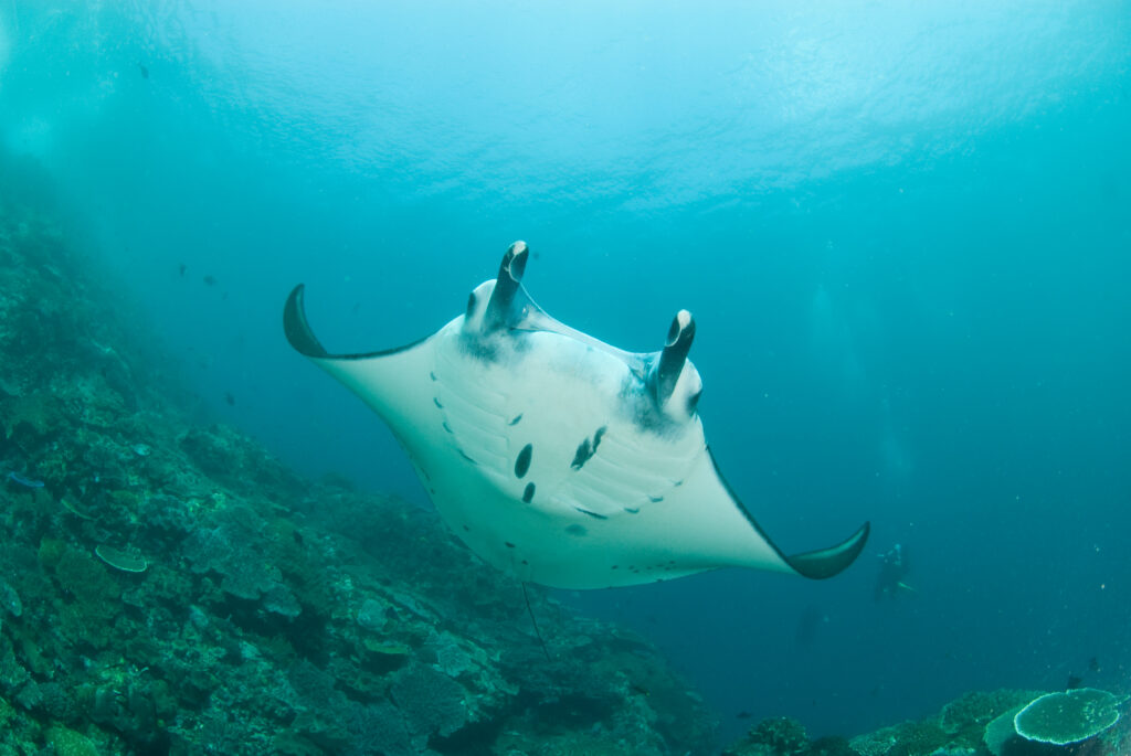 Manta at Manta Alley Komodo