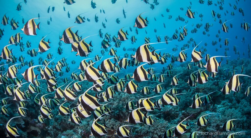 Moorish Idols spawning in Palau