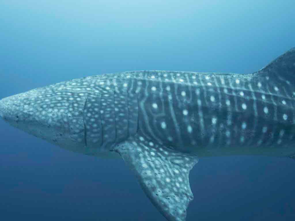 Ed the whale shark in Tubbataha