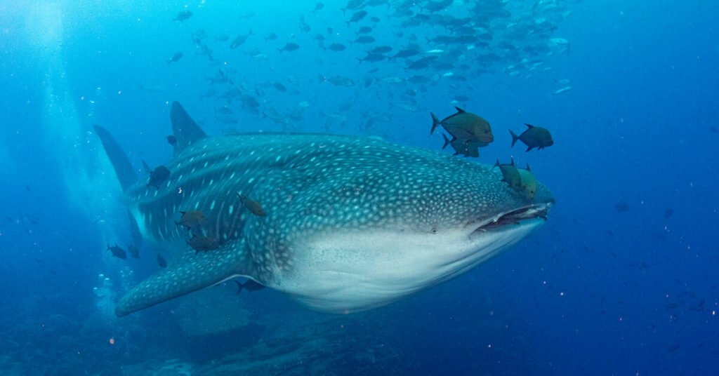 whale shark in Galapagos