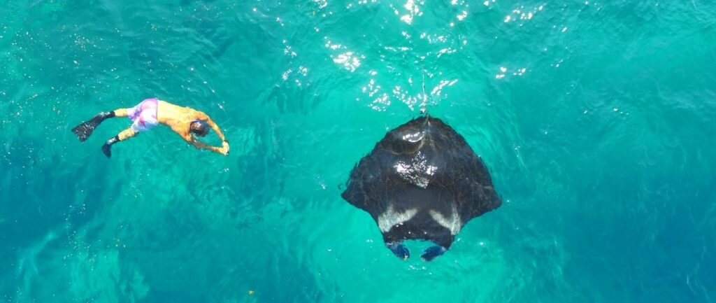 Snorkelling with manta in Indonesia - happening in summer in Komodo