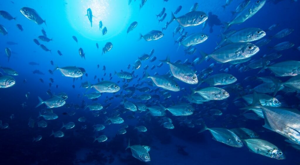 school of fish in Palau