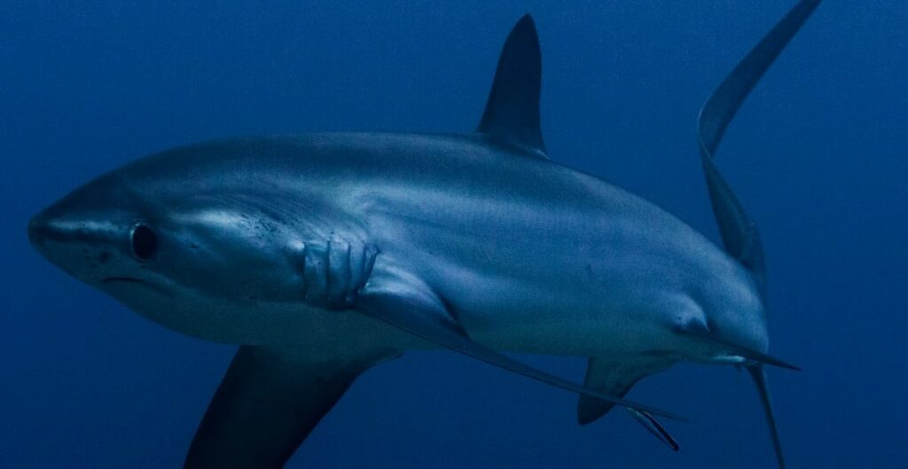 Thrsher shark in Malapascua