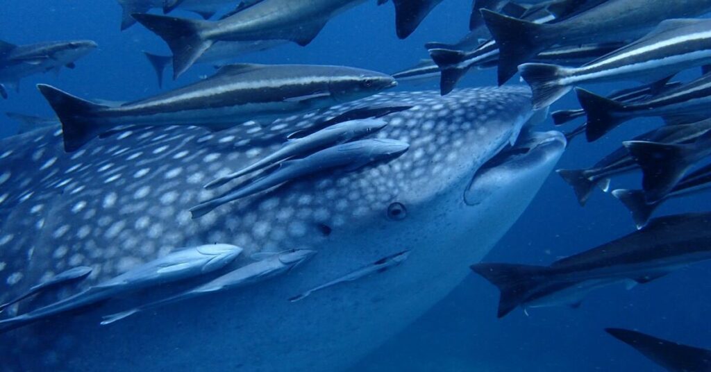 Whale shark scuba diving Thailand