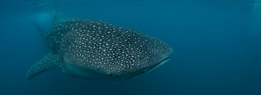 Whale shark