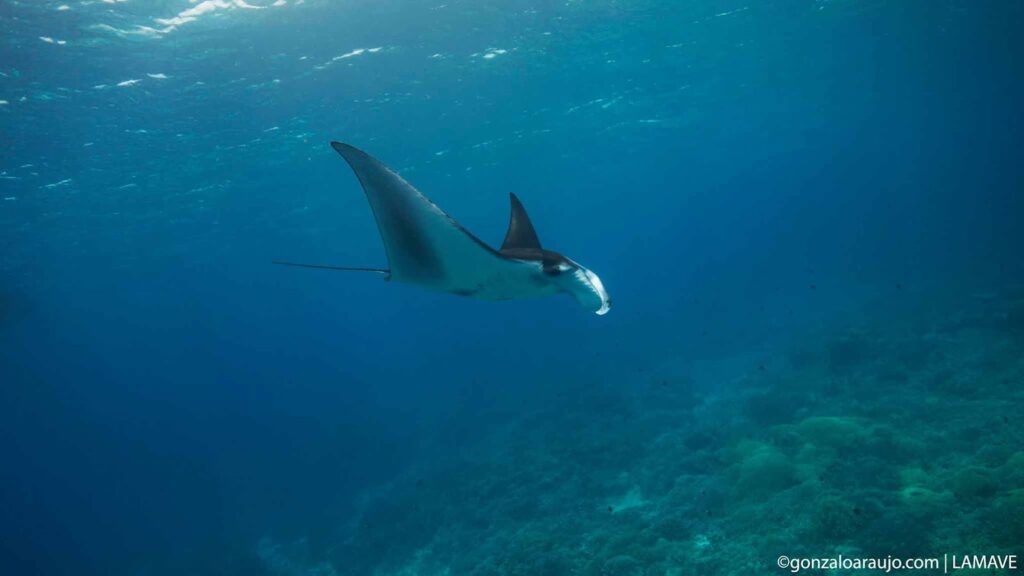 manta in Philippines